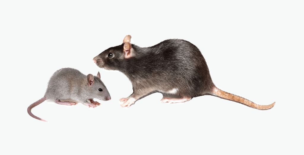 ratas y pericotes